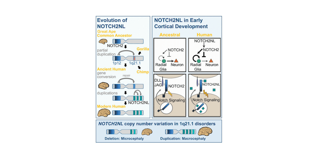 Human-Specific NOTCH2NL Genes Affect Notch Signaling and Cortical Neurogenesis.